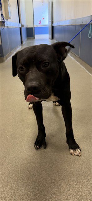 CHAMP - Labrador Retriever available for adoption