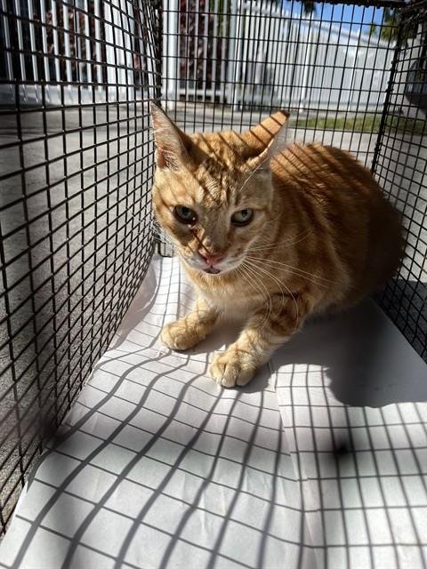 SUNNY - Domestic Long Hair available for adoption