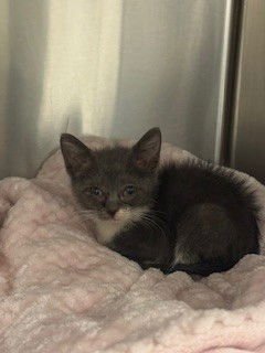 TURBO - Domestic Short Hair available for adoption