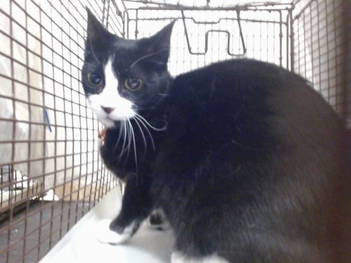 OREO - Domestic Short Hair available for adoption