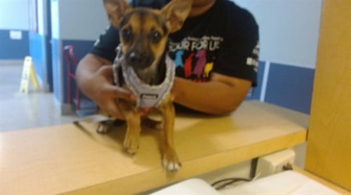 MIMI - Chihuahua available for adoption