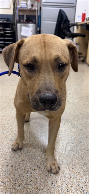 COBALT - Labrador Retriever available for adoption