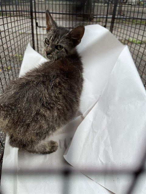 RAIN - Domestic Long Hair available for adoption