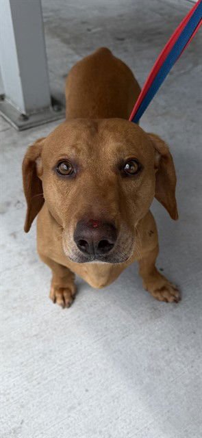 SIMBA - Dachshund available for adoption