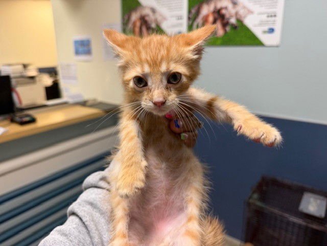 SUNNY - Domestic Short Hair available for adoption