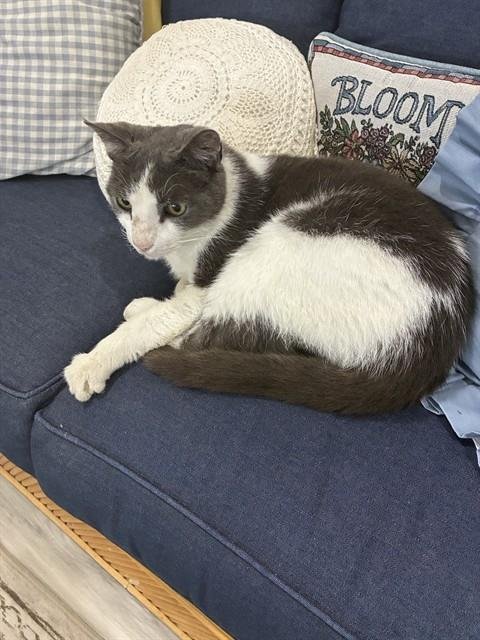 WILBERTO - Domestic Short Hair available for adoption