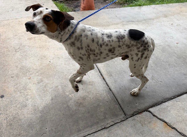 DASH - Pointer available for adoption