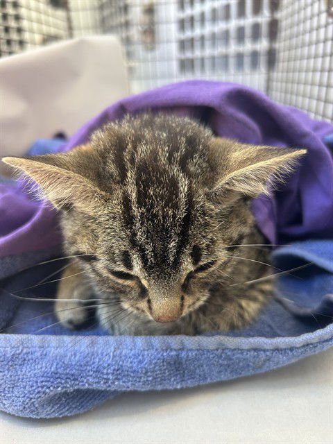 BINX - Domestic Short Hair available for adoption