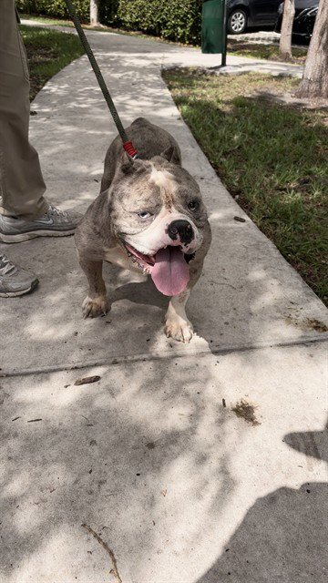 STEEL - Bulldog available for adoption