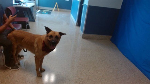 BROWNIE - German Shepherd Dog available for adoption