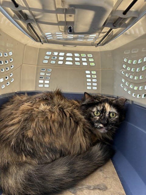 IVY - Domestic Long Hair available for adoption