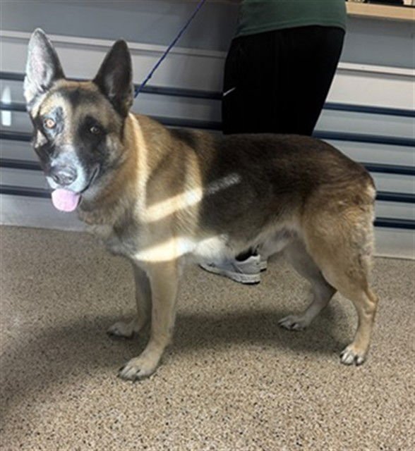 TOASTY - German Shepherd Dog available for adoption