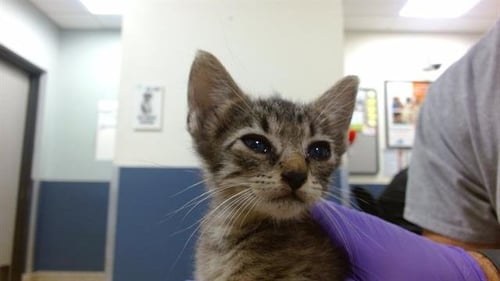 MANDI - Domestic Short Hair available for adoption