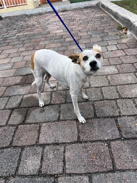 BEAUTY - Parson Russell Terrier available for adoption
