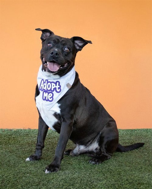 CHARLIE - American Bulldog for adoption in Hialeah