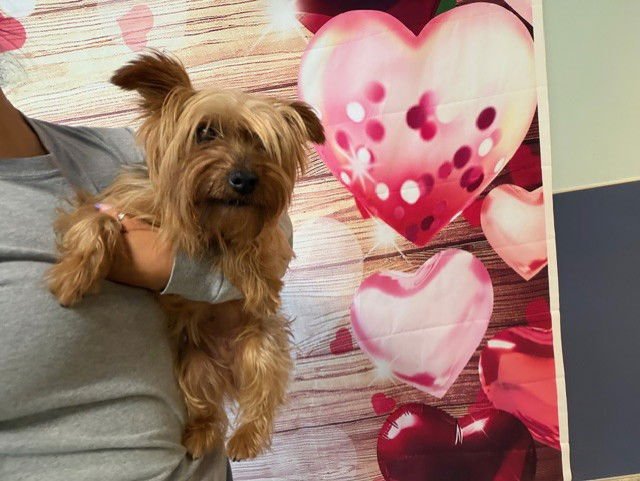 STELLA - Yorkshire Terrier Yorkie available for adoption