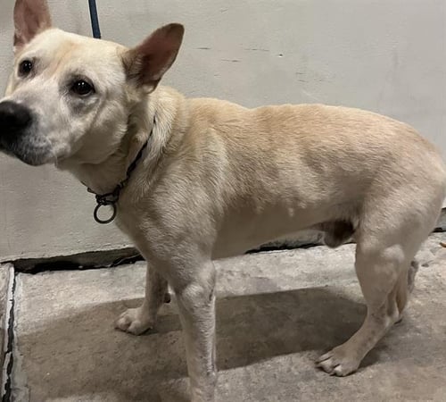 KING - German Shepherd Dog / Chow Chow available for adoption