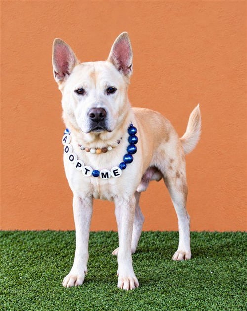 KING - German Shepherd Dog / Chow Chow available for adoption