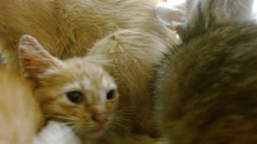 GILLY - Domestic Short Hair available for adoption