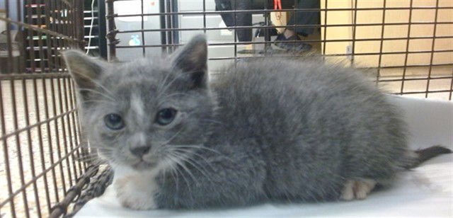 DAISY - Domestic Short Hair available for adoption