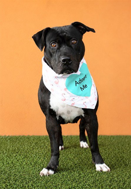 LOONIE - American Staffordshire Terrier available for adoption