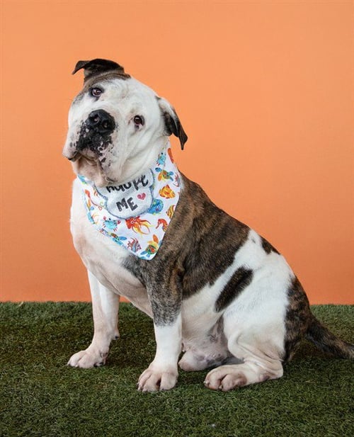 ROCKY - American Bulldog available for adoption