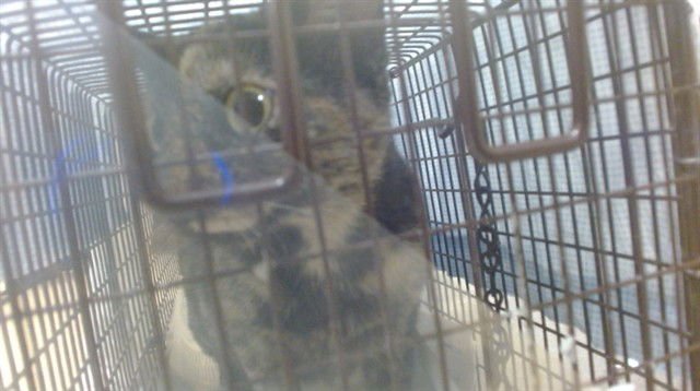 CALI - Domestic Short Hair available for adoption