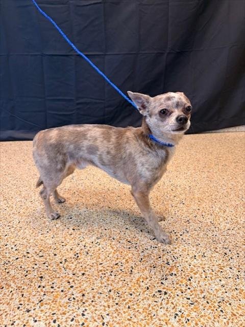 FIRULAI - Chihuahua / Dachshund available for adoption