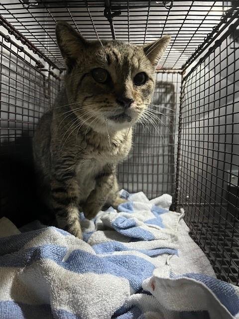 HICKS - Domestic Short Hair available for adoption