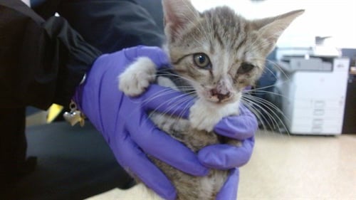TOBY - Domestic Short Hair available for adoption