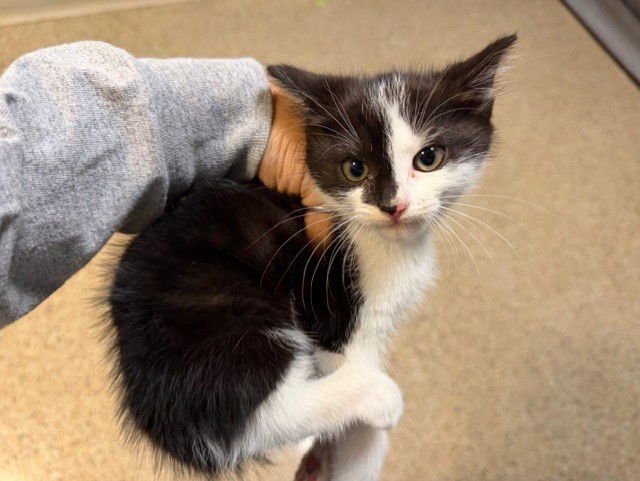 JENNY - Domestic Short Hair available for adoption