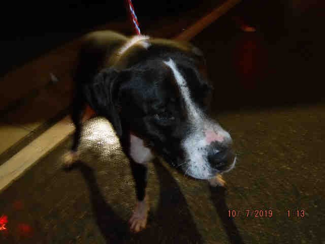 CHONG - American Bulldog available for adoption