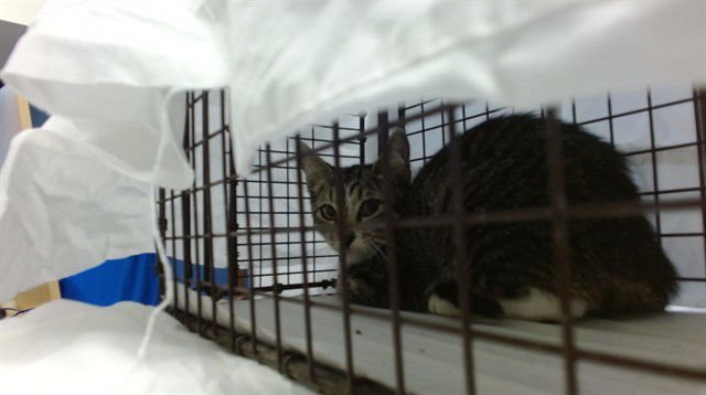 BRITNEY - Domestic Short Hair available for adoption