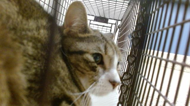 MARIA CARLA - Domestic Short Hair available for adoption