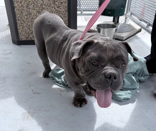 MANDARRIA - American Bulldog available for adoption