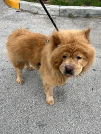 BEAR - Photo 1