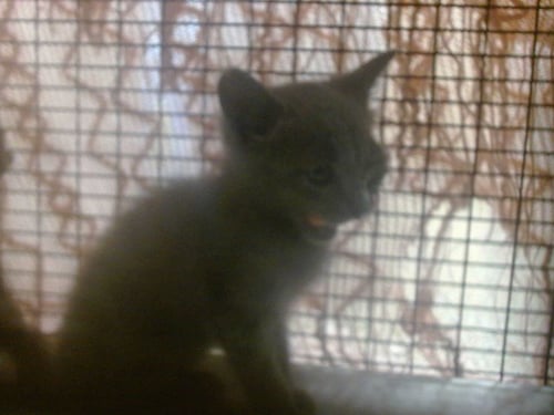 INDIGO - Domestic Short Hair available for adoption