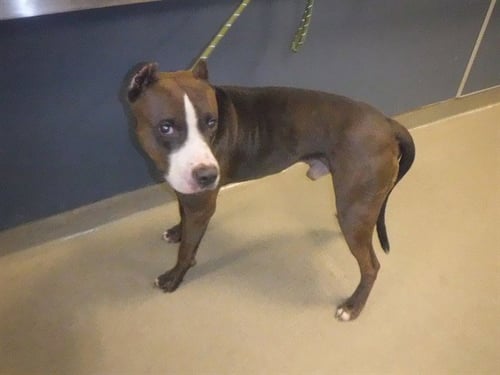 BRAWN - Pit Bull Terrier available for adoption