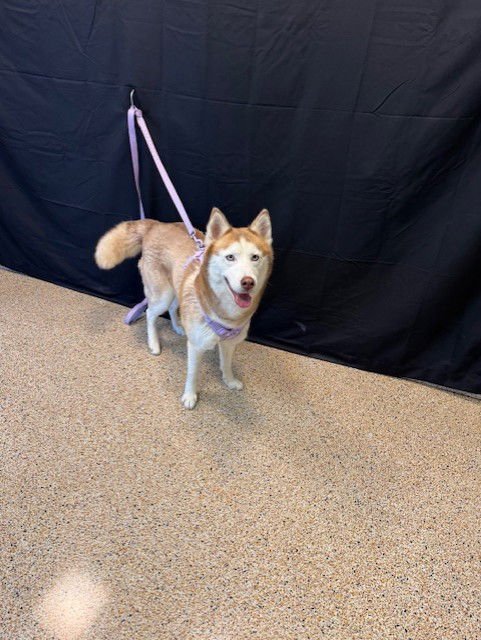 BELLA - Siberian Husky available for adoption