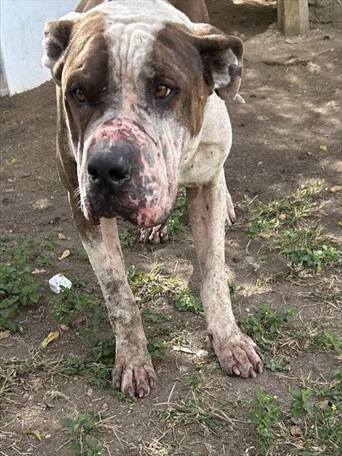 BENNY - American Bulldog available for adoption