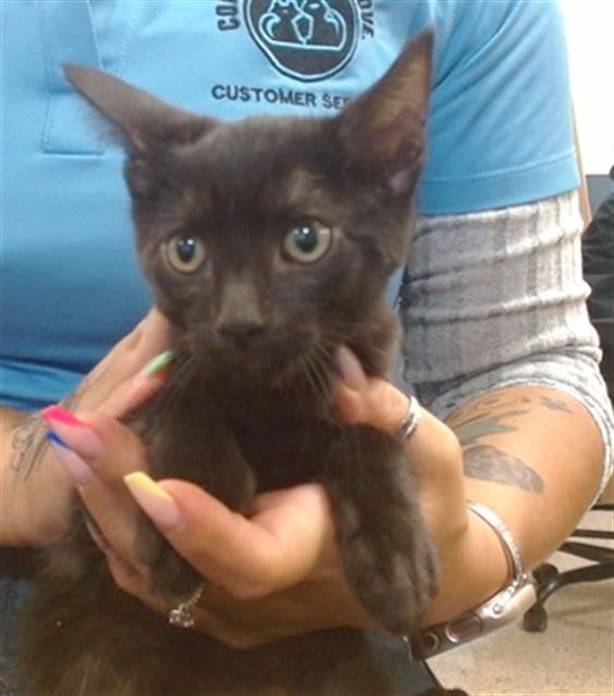 TANNER - Domestic Short Hair available for adoption