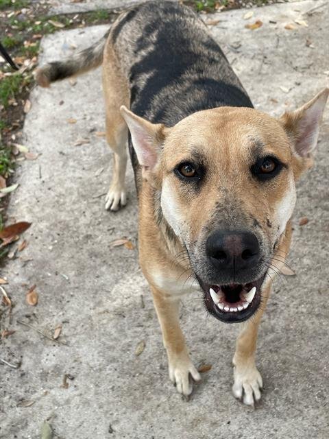 CATALINA - Catahoula Leopard Dog available for adoption