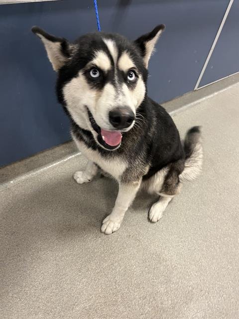 MARLENE - Siberian Husky available for adoption