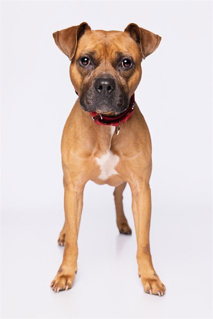 ROLLY - Boxer available for adoption