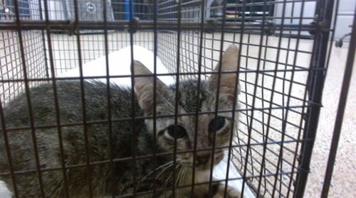 PHILIP - Domestic Short Hair available for adoption