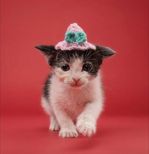 CODY - Domestic Short Hair available for adoption
