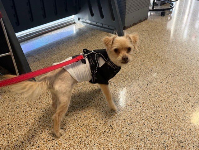 TINY - Chihuahua available for adoption