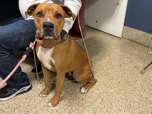 RAMBO - American Bulldog available for adoption