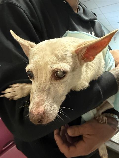 SUNDAY - Rat Terrier available for adoption