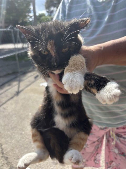 CALLY - Domestic Short Hair available for adoption